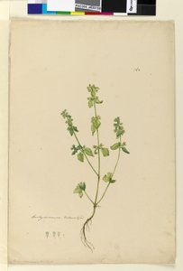 ページ162. Stachys arvensis、c.1803-06（トイレ、ペン、インク、鉛筆） 作： John William Lewin
