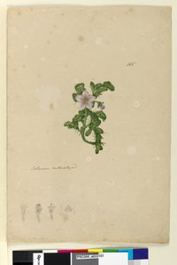 ページ165.帰化したソラナム、1803年6月6日（トイレ、ペン、インク、鉛筆） 作： John William Lewin