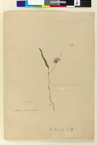 ページ166. Kennedia monophyllaHardenbergia violacea、c.1803-06（wc、ペン、インク、鉛筆）