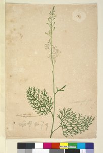 ページ16. Lomatia silaifolia、c.1803-06（WC、ペン、インク、鉛筆） 作： John William Lewin