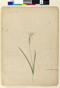 ページ170. Diplarrhena moraea、c.1803-06（トイレ、ペン、インク、鉛筆）