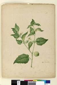172. Physalis edulis、c.1803-06（トイレ、ペン、インク、鉛筆） 作： John William Lewin