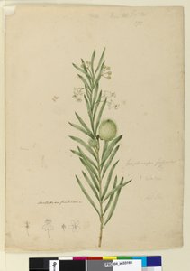 Page 173. Asclepias fruticosa、c.1803-06（トイレ、ペン、インク、鉛筆） 作： John William Lewin
