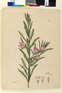 ページ174. Crowea saligna、c.1803-06（トイレ、ペン、インク、鉛筆） 作： John William Lewin