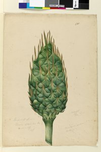 178ページ。Zamiaspiralisの実、1803年6月頃（トイレ、ペン、インク、鉛筆）