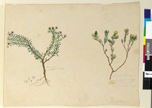 179ページ。 180. Poranthera ericafolia、c.1803-06（トイレ、ペン、インク、鉛筆） 作： John William Lewin