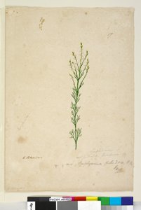 ページ17. Symphionema paludosum、c.1803-06（トイレ、ペン、インク、鉛筆） 作： John William Lewin