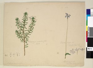 183ページ。Westringiarosmarinifolia Westringia fruiticosa; 184. Glossodia major、c.1803-06（wc、ペン、インク、鉛筆） 作： John William Lewin