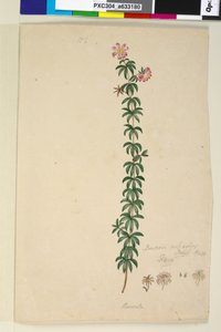 ページ186. Bauera rubioides、c.1803-06（トイレ、ペン、インク、鉛筆） 作： John William Lewin