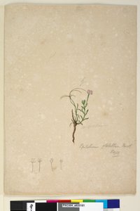 187ページ。Epilobiumglabellum、c.1803-06（WC、ペン、インク、鉛筆） 作： John William Lewin