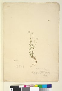 18ページ。Mitrasacmepolymorpha、c.1803-06（wc、ペン、インク、鉛筆） 作： John William Lewin