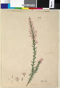 190ページ。Sprengeliaincarnata、c.1803-06（WC、ペン、インク、鉛筆） 作： John William Lewin