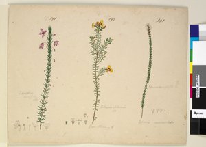 191ページ。テトラセカ・エリシフォリア。 192.ディルウィニアグラベリマ。 193. Epacris microphylla、c.1803-06（wc、ペン、インク、鉛筆）