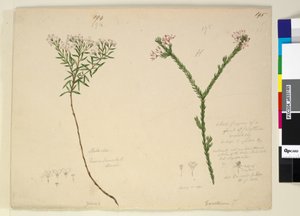 Page 194. Zieria lanceolata Zieria smithii; 195. Calythrixの種の悪い姿...、c.1803-06（wc、ペン、インク、鉛筆） 作： John William Lewin