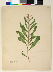 ページ198. Hakea dactyloides、c.1803-06（トイレ、ペン、インク、鉛筆） 作： John William Lewin