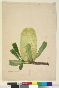 ページ19.バンクシアセラータ、1803年6月6日（WC、ペン、インク、鉛筆） 作： John William Lewin