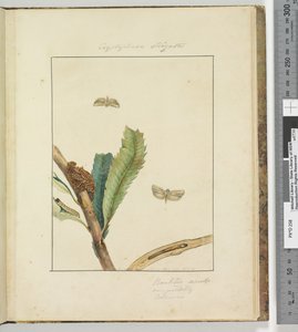 ページ19.プレート5 Cryptophasa Strigata、1803-04（手描きのエッチングプリント） 作： John William Lewin