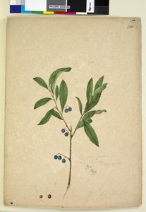 200ページ。Elaeocarpusreticulatus、c.1803-06（wc、ペン、インク、鉛筆） 作： John William Lewin