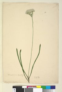 ページ20. Conospermum longifolium、c.1803-06（トイレ、ペン、インク、鉛筆） 作： John William Lewin
