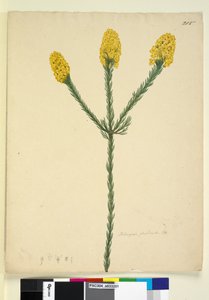 215ページ。Dillwyniafloribunda、c.1803-06（wc、ペン、インク、鉛筆） 作： John William Lewin