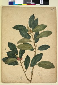 ページ216. Ficus rubiginosa、c.1803-06（wc、ペン、インク、鉛筆） 作： John William Lewin