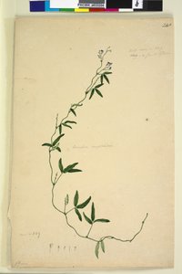 218ページ。Kennediacomptoniana Hardenbergia comptoniana、c.1803-06（WC、ペン、インク、鉛筆） 作： John William Lewin