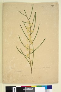 219ページ。Acacia angustifolia、c.1803-06（WC、ペン、インク、鉛筆） 作： John William Lewin