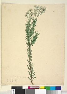 ページ21. Conospermum ericifolium、c.1803-06（トイレ、ペン、インク、鉛筆） 作： John William Lewin
