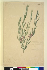 ページ221.エリオステモン、1803年6月6日（トイレ、ペン、インク、鉛筆） 作： John William Lewin