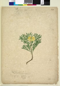 224ページIsopogon anemonifolius、c.1803-06（WC、ペン、インク、鉛筆） 作： John William Lewin