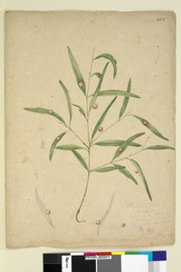 ページ225.ユーカリを生えたゴールの種の枝...、c.1803-06（wc、ペン、インク、鉛筆） 作： John William Lewin