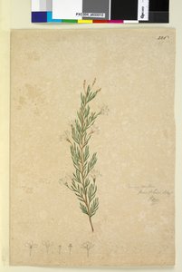 226ページ。Ricinocarpuspinifolius、1803-06年頃（WC、ペン、インク、鉛筆） 作： John William Lewin