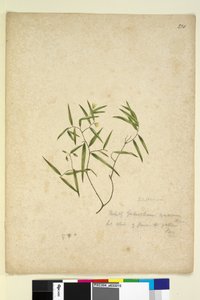230ページ。Geitonoplesiumcymosum、c.1803-06（WC、ペン、インク、鉛筆） 作： John William Lewin
