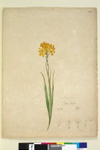 Page 232. Ixia lutea、c.1803-06（wc、ペン、インク、鉛筆） 作： John William Lewin
