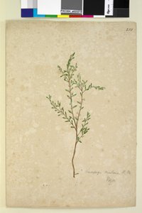 233ページ。ロイコポゴン、1803-06年頃（トイレ、ペン、インク、鉛筆） 作： John William Lewin