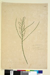 234ページ。レプトメリア、1803年6月6日（トイレ、ペン、インク、鉛筆） 作： John William Lewin