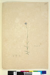 235ページ。カンパニュラ、1803年6月頃（トイレ、ペン、インク、鉛筆） 作： John William Lewin