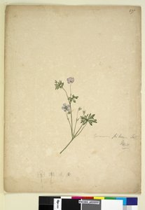 237ページ。ゼラニウムピロサム、1803年6月6日（WC、ペン、インク、鉛筆） 作： John William Lewin
