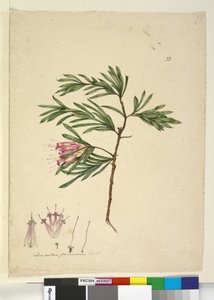 23.ランベルティアフォルモサ、1803年6月頃（WC、ペン、インク、鉛筆） 作： John William Lewin