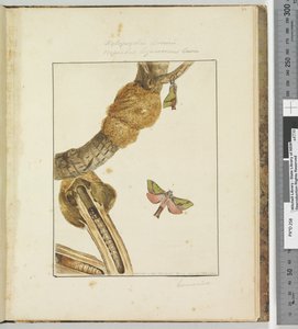 Page 23プレート6 Xylopsyche Lewinni Hepialus Ligniveren Lewin、1803-04（手描きのエッチングプリント） 作： John William Lewin