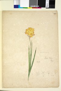 241ページ。Ixialutea、c.1803-06（wc、ペン、インク、鉛筆） 作： John William Lewin