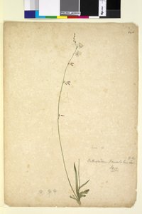 246ページ。Arthropodiumpaniculatum、c.1803-06（トイレ、ペン、インク、鉛筆） 作： John William Lewin