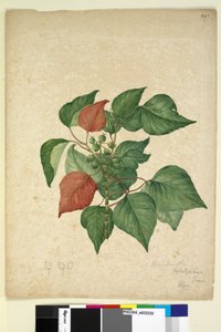 247ページ。Homolanthus populifolius Omalanthus populifolius、c.1803-06（トイレ、ペン、インク、鉛筆） 作： John William Lewin