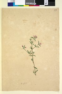 252ページ。正体不明の植物、1803-06年頃（トイレ、ペン、インク、鉛筆） 作： John William Lewin