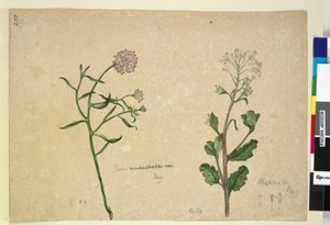 253ページ。Iberisumbellata; Hesperis sp。、1803-06年頃（WC、ペン、インク、鉛筆） 作： John William Lewin