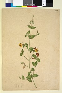 254ページ。プラティロビウム、1803年6月頃（トイレ、ペン、インク、鉛筆） 作： John William Lewin