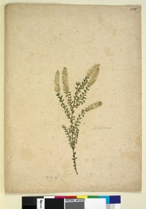 255ページ。メラルーカ、1803年6月6日（トイレ、ペン、インク、鉛筆） 作： John William Lewin