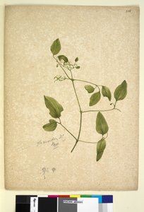 256ページ。クレマチスグリシノイド、1803-06年頃（トイレ、ペン、インク、鉛筆） 作： John William Lewin