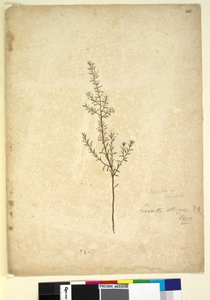 261ページ。Lissanthestrigosa、c.1803-06（wc、ペン、インク、鉛筆） 作： John William Lewin