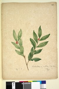 263ページ。Wikstroemia indica、c.1803-06（WC、ペン、インク、鉛筆） 作： John William Lewin